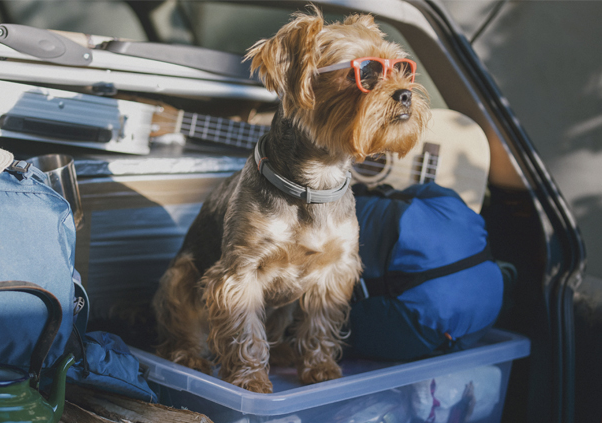 Dog in boot of car wearing sunglasses